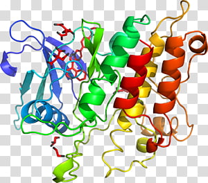 Line Vegetable Point , line transparent background PNG clipart thumbnail