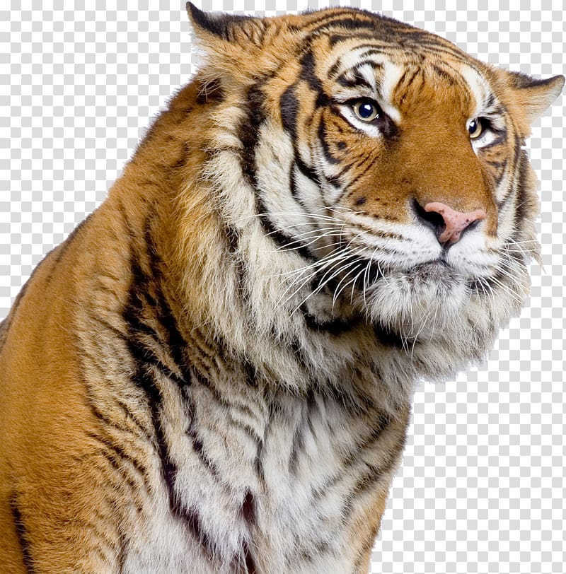 Amazing Animals: Tigers Tigers of the World: The Science, Politics and Conservation of Panthera Tigris Tigers Forever: Saving the World\'s Most Endangered Big Cat, tiger transparent background PNG clipart