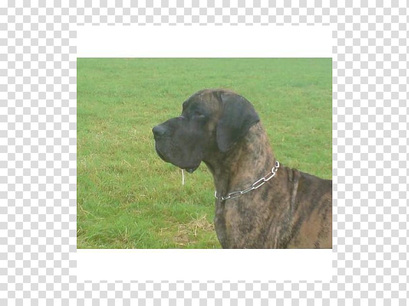 Dog breed Plott Hound Great Dane Fila Brasileiro Rare breed (dog), deutsche dogge transparent background PNG clipart