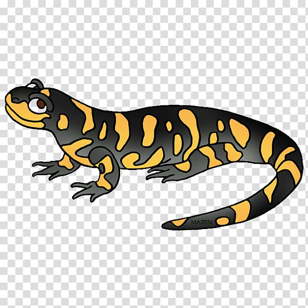 Fire salamander Toad Animal Newt, salamander transparent background PNG clipart