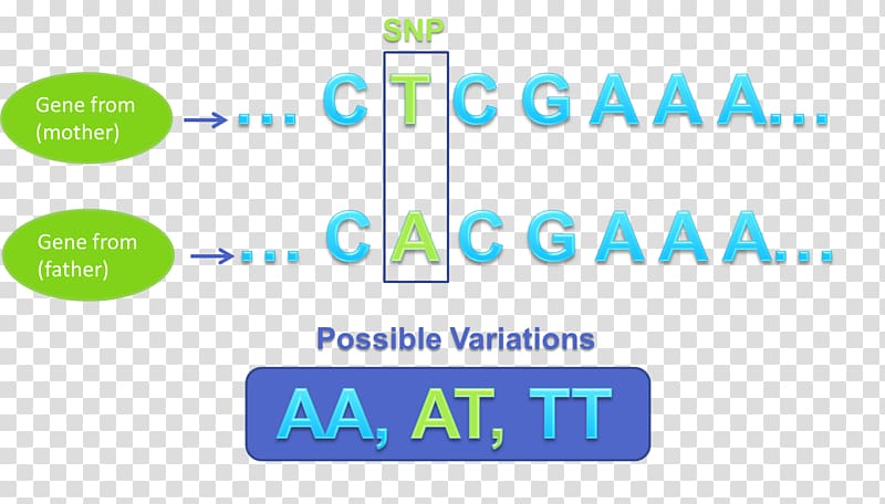 Single-nucleotide polymorphism Genetic variation Genetics Nucleic acid sequence, others transparent background PNG clipart