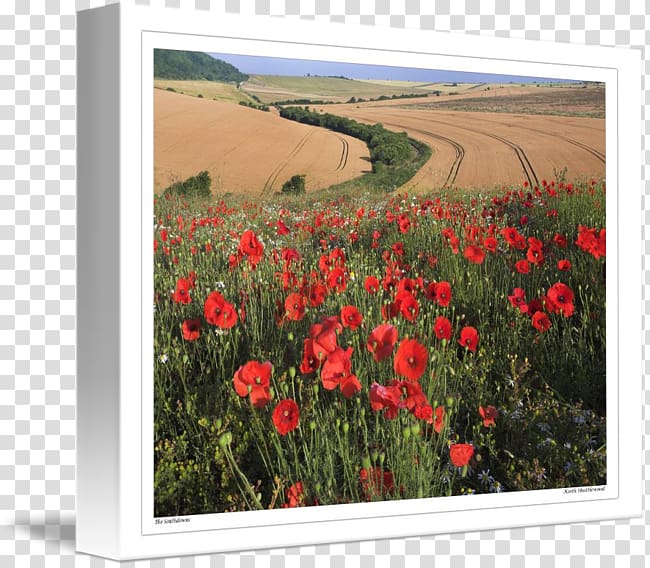 Common poppy Flowering plant Meadow, poppy field transparent background PNG clipart