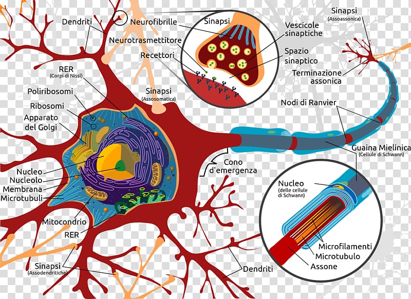 Neuron Neuroglia Nervous system Brain Dendrite, neuron transparent background PNG clipart