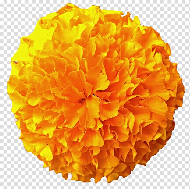yellow marigold flower, Mexican marigold Flower , marigold transparent background PNG clipart