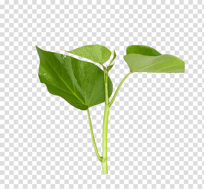 Green Vegetable Sweet potato Leaf, Green vegetable shoots transparent background PNG clipart