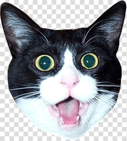 tuxedo cat head art, Impressed Cat Head Meme transparent background PNG clipart