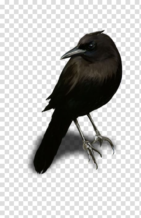 American crow Rook New Caledonian crow Blingee, Crows Zero transparent background PNG clipart