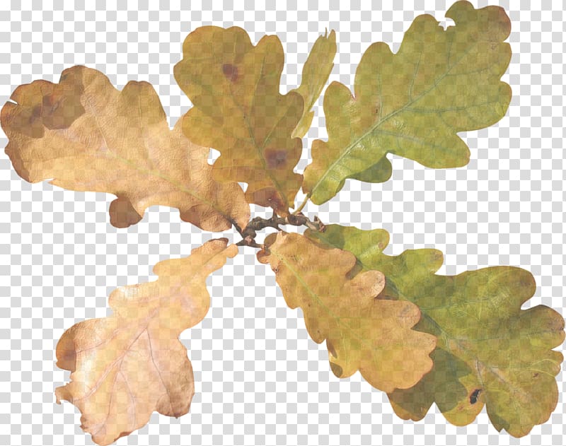 Tree Leaf Oak Acorn , acorn transparent background PNG clipart