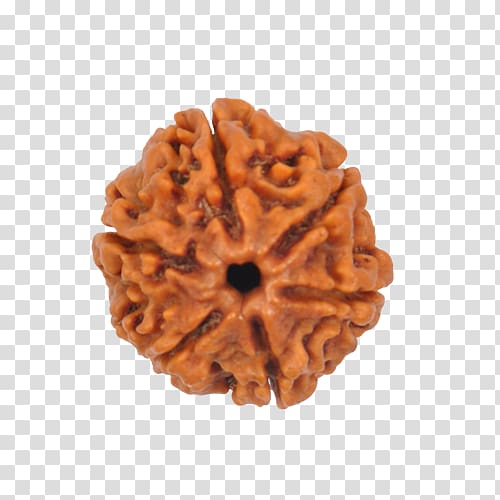 Rudraksha Shiva Parvati Bead Shaligram, lord shiva transparent background PNG clipart