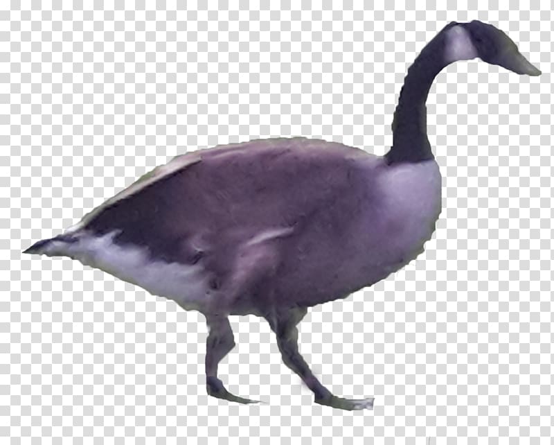 Canada Goose Duck Bird Anatidae, goose transparent background PNG clipart