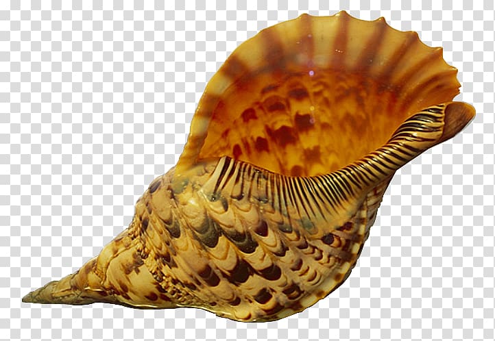 Seashell Conch Sand Mollusc shell, Free conch pull material transparent background PNG clipart