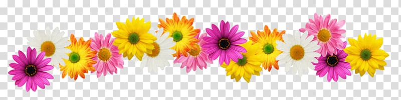Flower Spring , marigold transparent background PNG clipart
