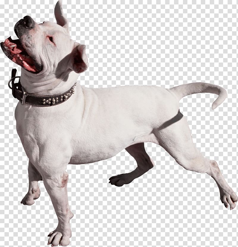 Pit bull Cat Bark Dog training Pet, Dog transparent background PNG clipart