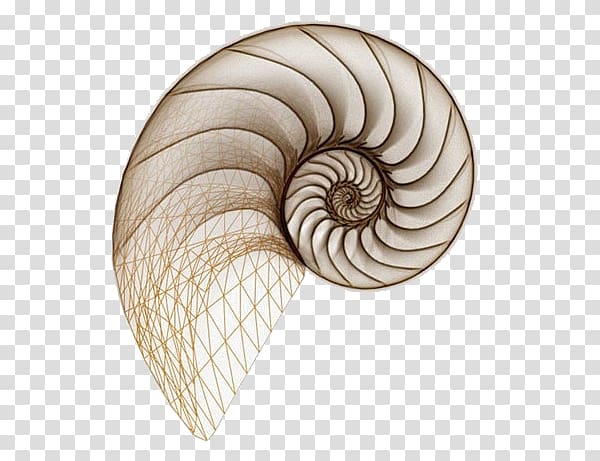 Drawing Spiral Seashell Snail Chambered nautilus, seashell transparent background PNG clipart
