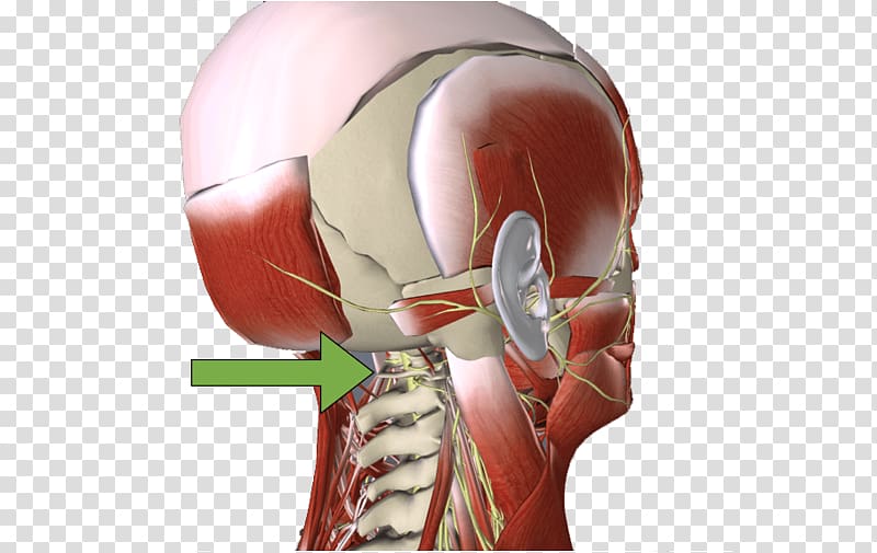 Muscle Cervical vertebrae Neurology L\'Altra Riabilitazione Shoulder, Isuzu Concessionaria Fattori Fattori transparent background PNG clipart
