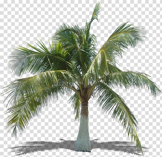 Arecaceae Asian palmyra palm Tree Coconut Plant, palm leaves transparent background PNG clipart