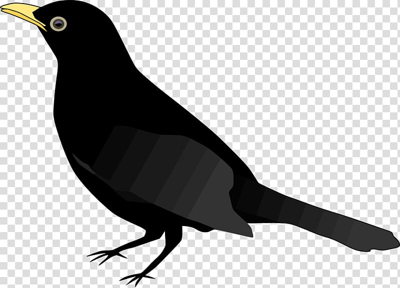 Common blackbird , bird\'s transparent background PNG clipart