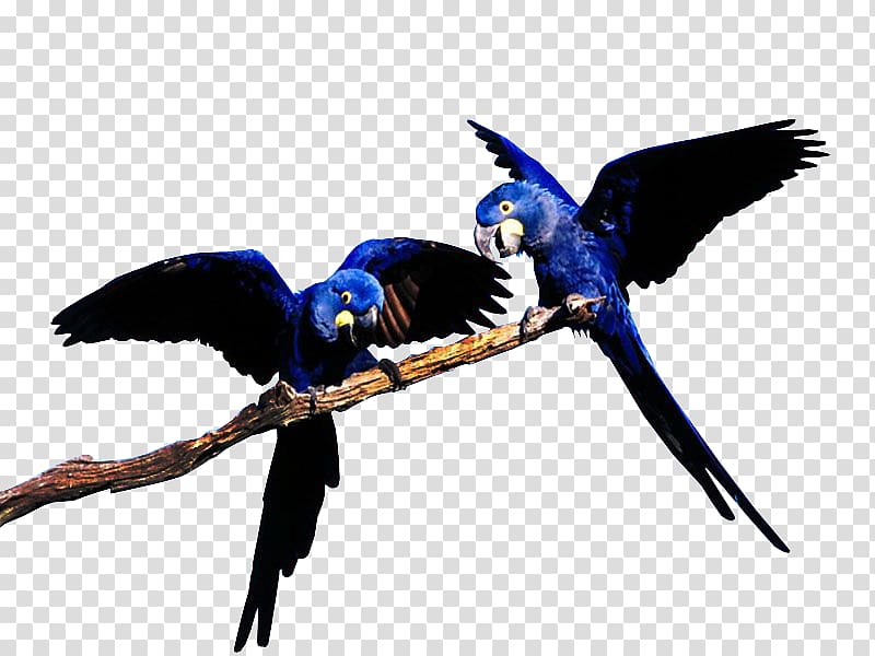 Blue-throated macaw Blue-and-yellow macaw Bird Great green macaw, Bird transparent background PNG clipart
