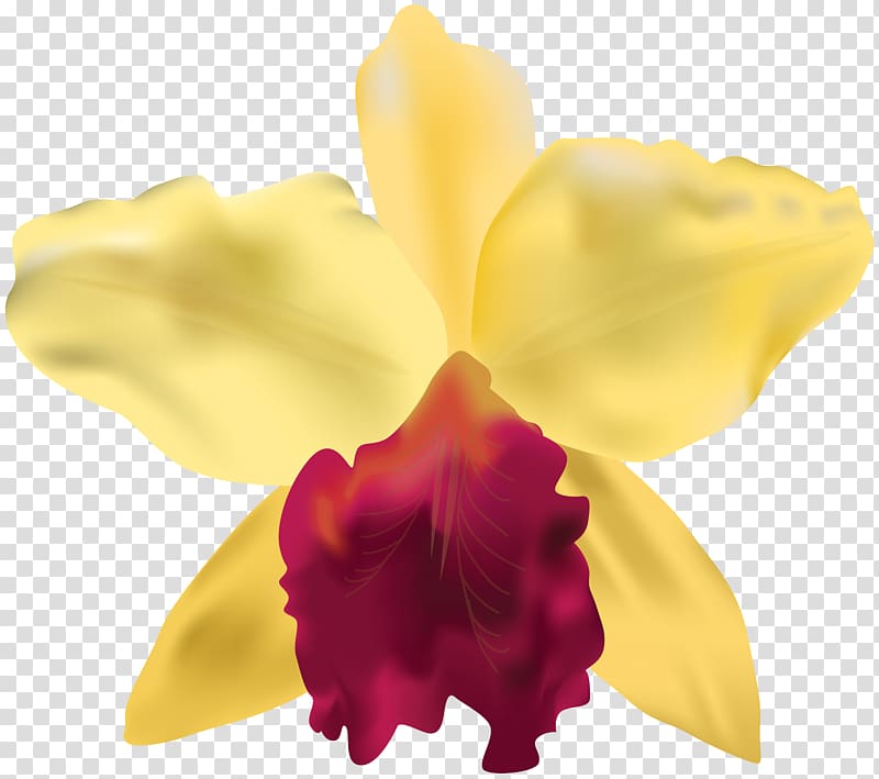 , Yellow Orchid transparent background PNG clipart