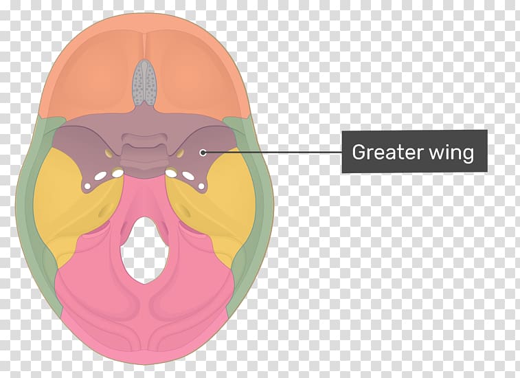 Middle cranial fossa Anterior cranial fossa Sella turcica Infratemporal fossa Sphenoid bone, skull transparent background PNG clipart