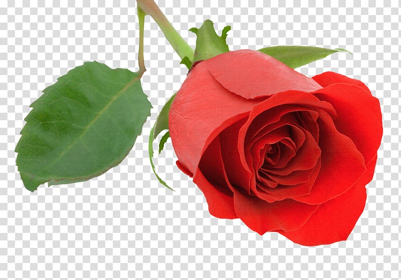 Malayalam Desktop Rose Valentine\'s Day, burgundy transparent background PNG clipart