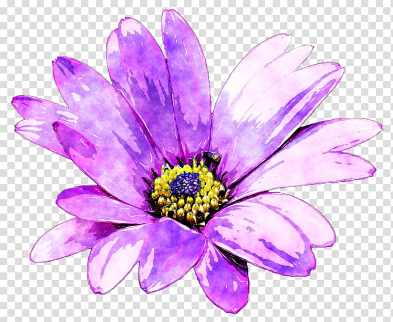 Flower Common daisy Purple, watercolour floral transparent background PNG clipart