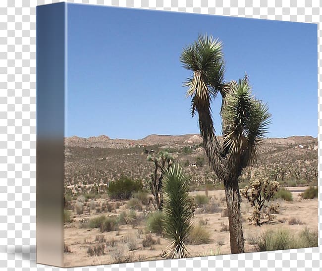 Desert Shrubland Arecaceae Ecoregion Vegetation, desert landscape transparent background PNG clipart