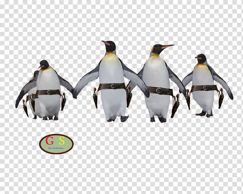 Penguin Humour, Penguin transparent background PNG clipart