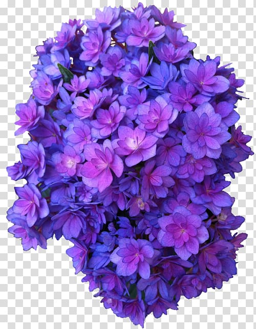 purple petaled flowers, French hydrangea Flower Purple Rose Violet, Free Purple Flower Icon transparent background PNG clipart