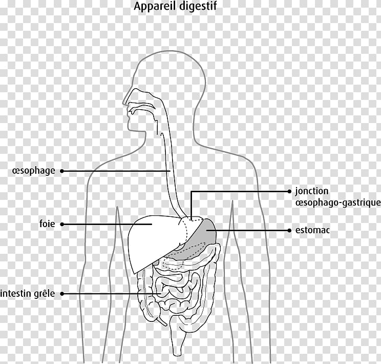 Pancreas Digestion Human digestive system Bile Human anatomy, esophagus transparent background PNG clipart