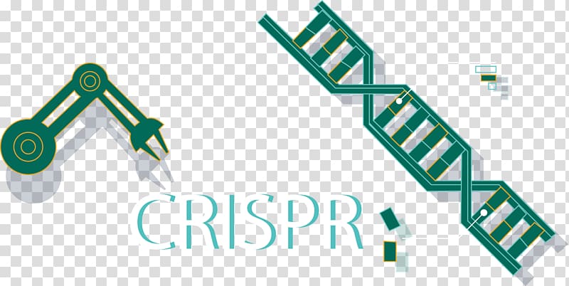 CRISPR Cas9 Genome editing Do-it-yourself biology Science, crispr transparent background PNG clipart