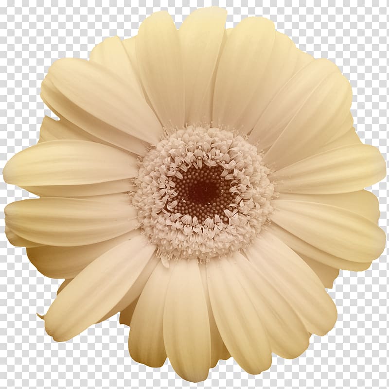 Common daisy Yellow Flower Transvaal daisy, Beige chrysanthemum petals transparent background PNG clipart