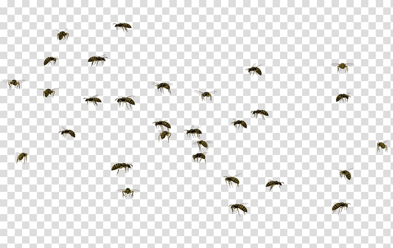Bee Mosquito Swarm behaviour Swarming, bees transparent background PNG clipart