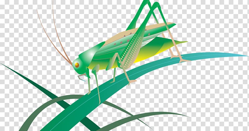 Insect Grasshopper Caelifera Locust Tettigonia viridissima, insect transparent background PNG clipart