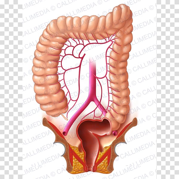 Human digestive system Lymphatic system Sigmoid colon Large intestine Digestion, plexus transparent background PNG clipart