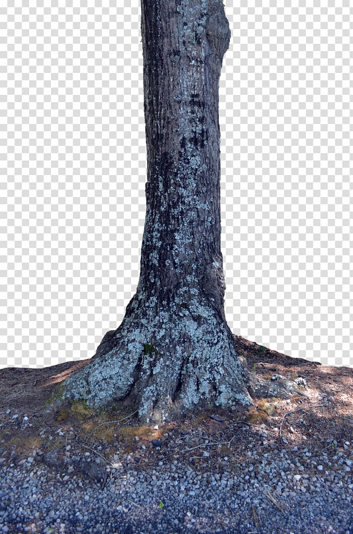 Tree stump Trunk Woody plant, tree trunk transparent background PNG clipart