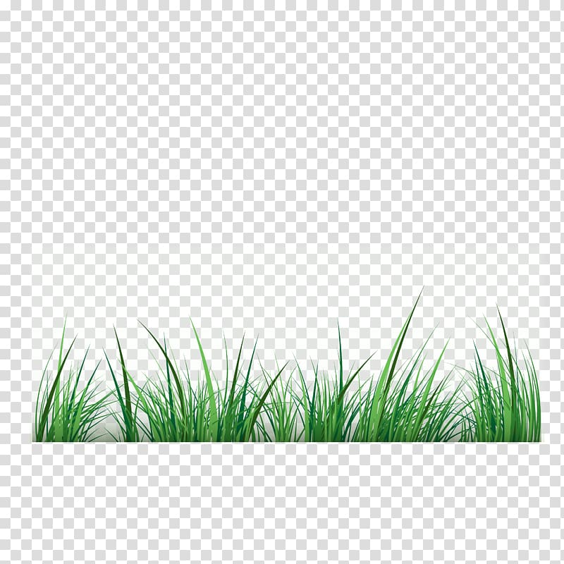 green grasses , Green , Grass material transparent background PNG clipart