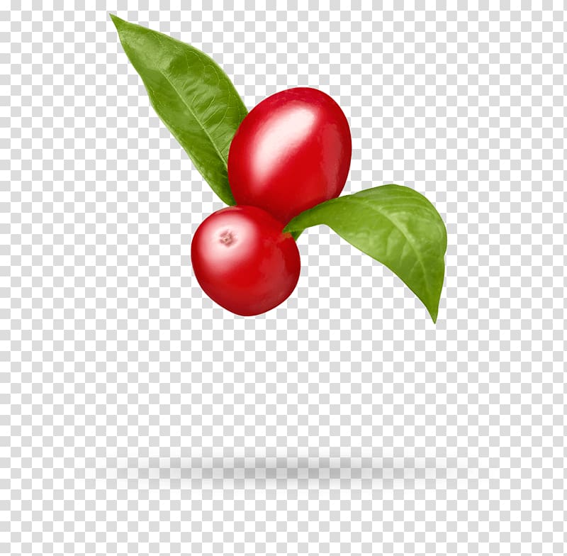 Barbados Cherry Lingonberry Cranberry Goji Matrimony vine, oil transparent background PNG clipart