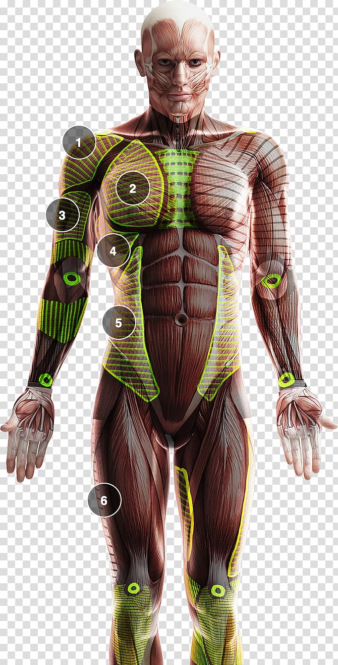Homo sapiens Human body Human skeleton Human anatomy Organ system, Strong powerful left arm transparent background PNG clipart
