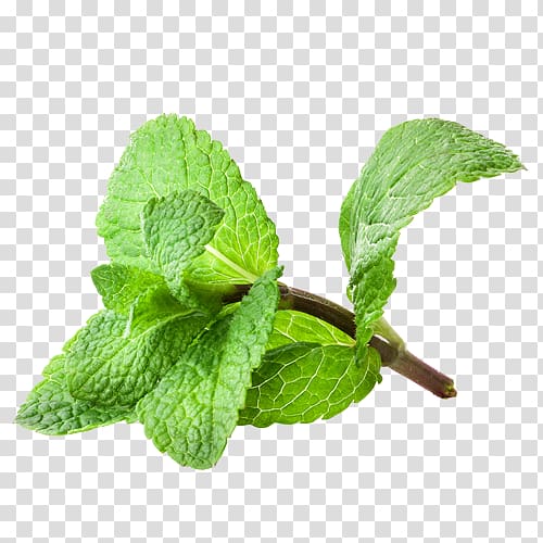Peppermint Sweet scented geranium Mentha arvensis , Mint transparent background PNG clipart