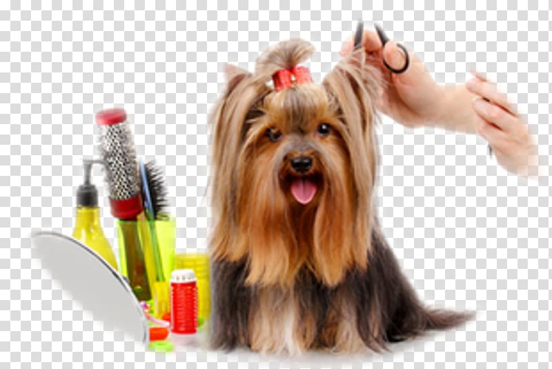 Dog Groomer Barber Cosmetologist Veterinarian, Dog transparent background PNG clipart