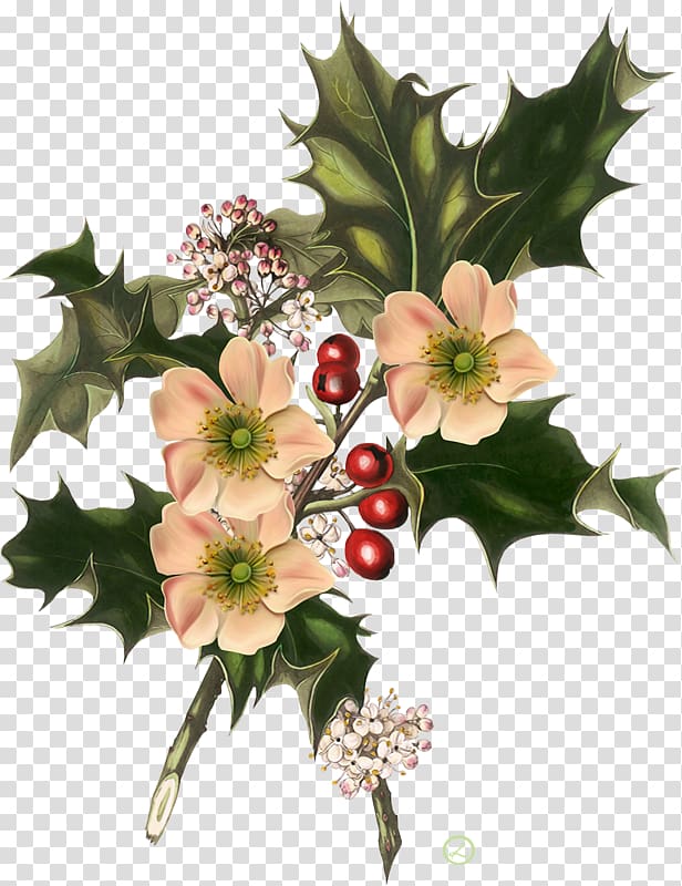 Wild Flowers Christmas Common holly American Holly, christmas transparent background PNG clipart