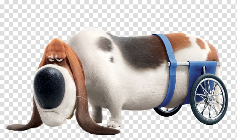 Basset Hound Gidget Universal Pet Illumination Entertainment, pets transparent background PNG clipart