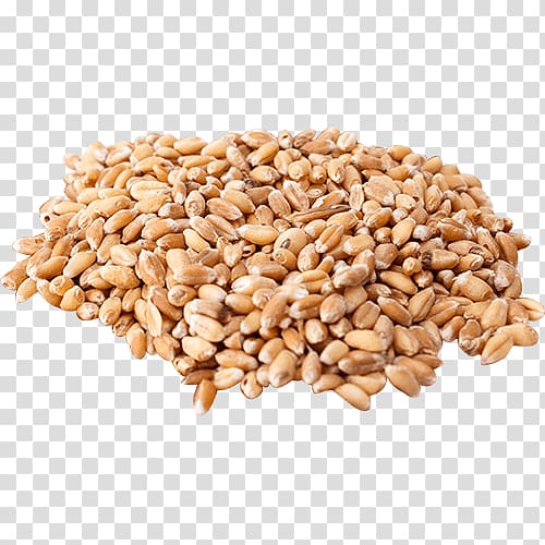 Organic food Wheat berry Cereal Grain Wheatgrass, buckwheat flour 50 lb transparent background PNG clipart