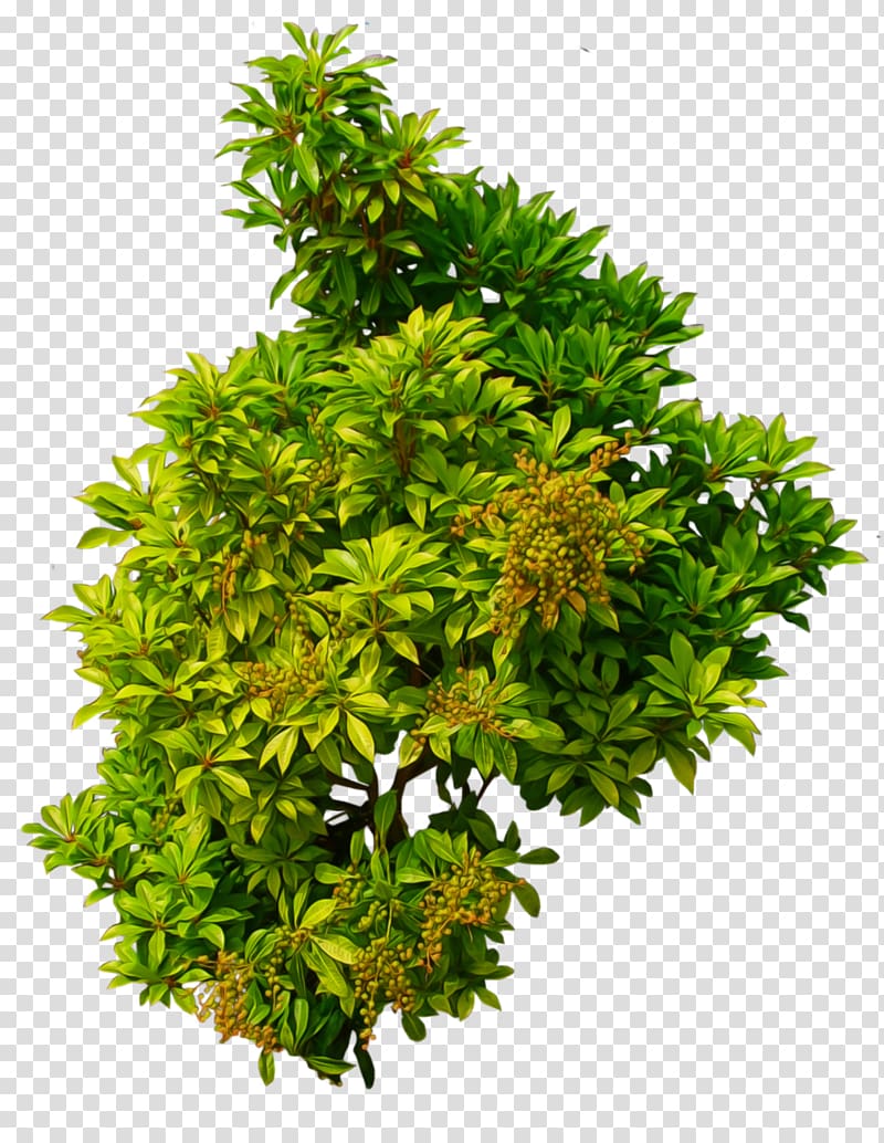 green leafed plant, , Bush transparent background PNG clipart