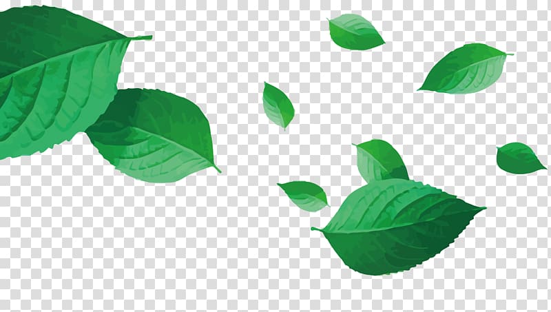 Green Leaf, tea transparent background PNG clipart