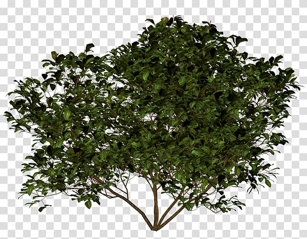 Investment Welfare Tech Invest Accelerace Russian Shrub, others transparent background PNG clipart
