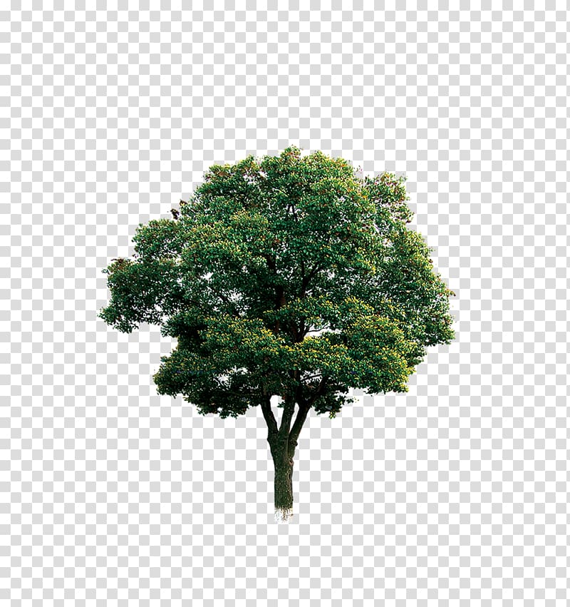 green leafed tree, Tree Branch Computer file, tree transparent background PNG clipart