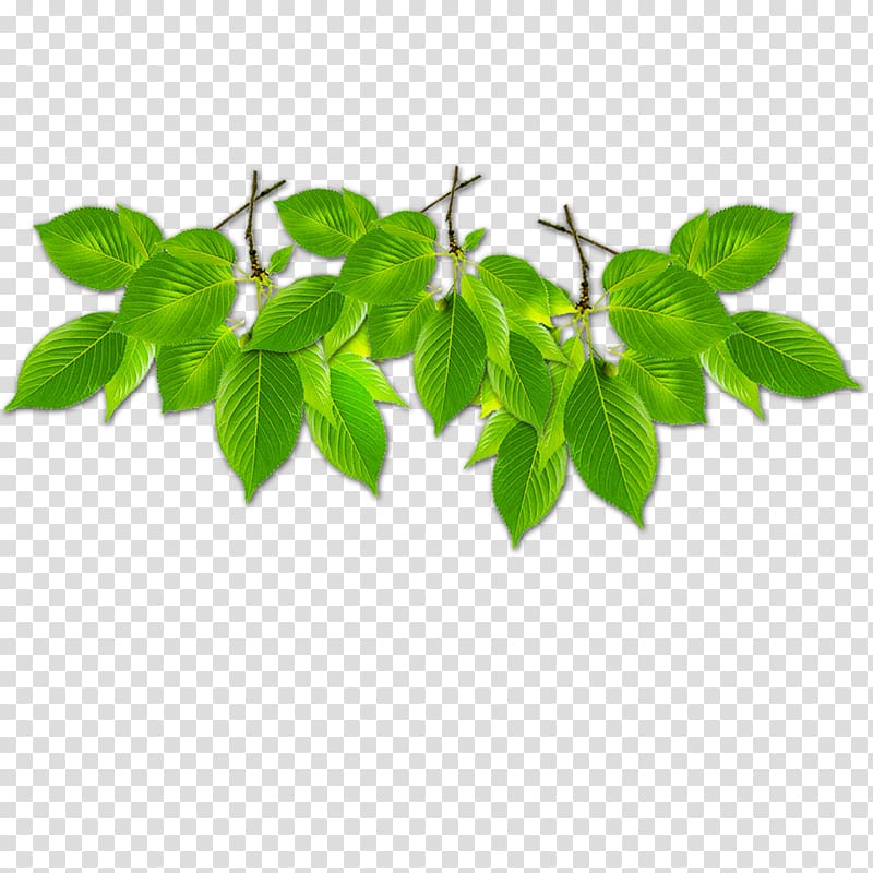 Branch Green Leaf Computer file, Green leaves border transparent background PNG clipart