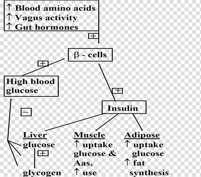 Adipose tissue Insulin Biochemistry Glycogen Glucose, hormone secretion transparent background PNG clipart